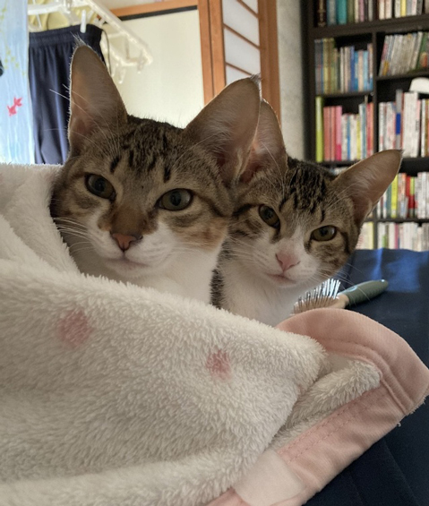我が家の姉妹の猫