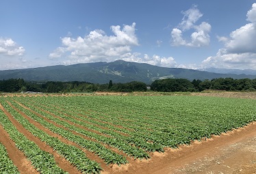 標高900ｍ～1000ｍにあるひるがの高原だいこん畑では夏期の冷涼な気象条件を活かして栽培されています。