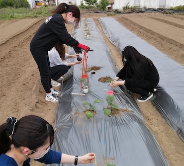 菊池ゼミの食育活動が始まりました