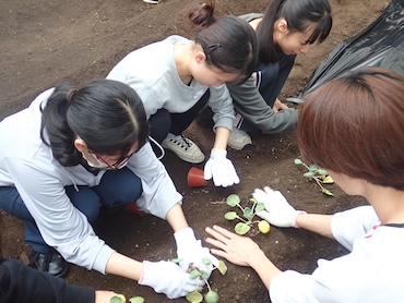 初めての野菜栽培！大きくな～れ！