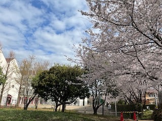 桜の季節の教育学部オープンキャンパスを紹介します！